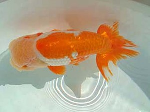 愛媛県らんちゅう愛好会　東取締　松友正夫　松山