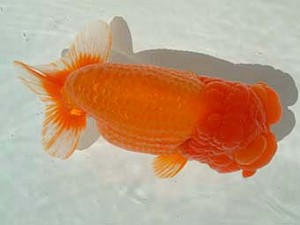 愛媛県らんちゅう愛好会　東大関　山口人史　西予