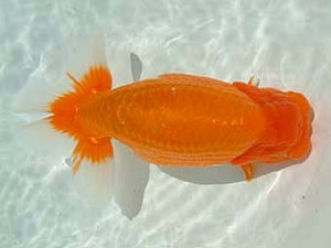 愛媛県らんちゅう愛好会　西大関　四宮陽一　宇和島