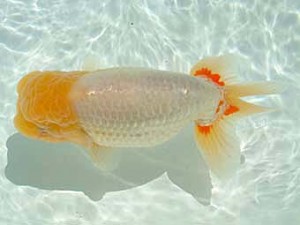 愛媛県らんちゅう愛好会　立行司　北村雄彦　松山