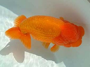 愛媛県らんちゅう愛好会　東取締　 佐賀徳之　松前