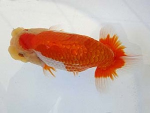 遠錦会　東大関　鈴木和男（浜松市）