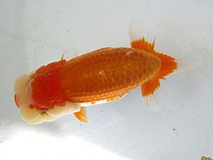 遠錦会　西大関　鈴木和男（浜松市）