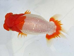 遠錦会　立行司　田中康浩（豊橋市）