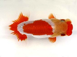 遠錦会　東取締　鈴木裕司（袋井市）