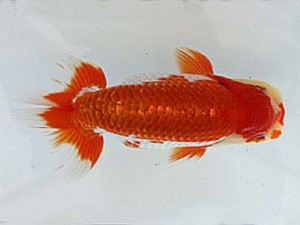 遠錦会　西取締　安藤　寛（森町）