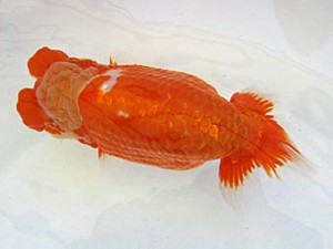 遠錦会　東大関　鈴木裕司（磐田市）