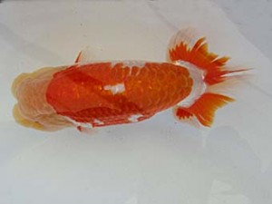 遠錦会　西大関　鈴木裕司（袋井市）