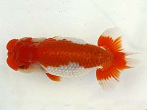 遠錦会　立行司　岡田正三（豊橋市）