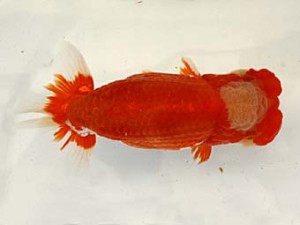 遠錦会　東取締　鈴木裕司（袋井市）