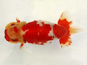 遠錦会　西取締　野村哲史（静岡市）