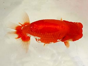 遠錦会　東大関　服部行宏（磐田市）