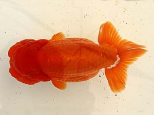 遠錦会　西大関　鈴木克巳（浜松市）