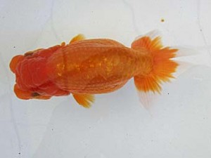 遠錦会　立行司　岡田正三（豊橋市）