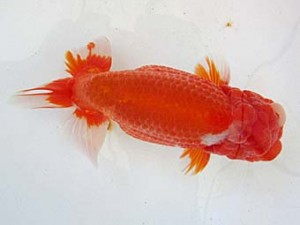 遠錦会　東取締　二橋敏郎（浜松市）