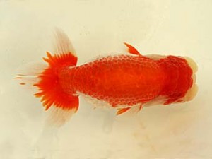 遠錦会　西取締　川口敦司（稲沢市）