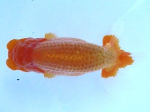 福島らんちゅう会　東大関　弁天　落合敏之