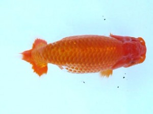 福島らんちゅう会　西大関　小町　高野由美子