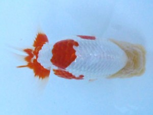 福島らんちゅう会　東大関　白石一　高橋敏弘