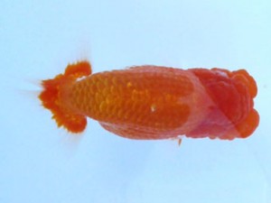 福島らんちゅう会　西大関　岩出山　宮川幸久