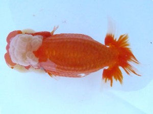 福島らんちゅう会　立行司　桜二　平　修一