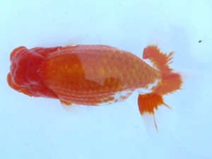 福島らんちゅう会　取締一　美里二　平　修一