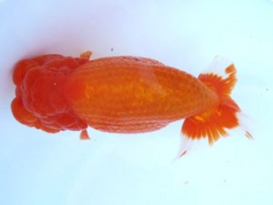 福島らんちゅう会　東大関　梅　小野正広