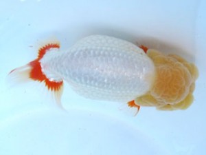 福島らんちゅう会　西大関　玄武　成田文雄