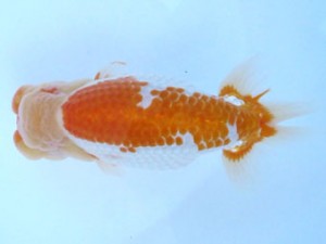 福島らんちゅう会　立行司　桜　平　修一