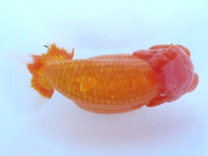 福島らんちゅう会　取締一　法典　高田順一