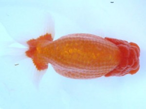 福島らんちゅう会　取締二　恵比寿　落合敏之