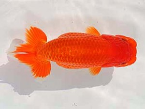 稲沢金鱗会　東大関　森本啓司　稲沢市