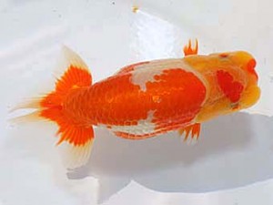 稲沢金鱗会　西大関　小早川義幸　半田市