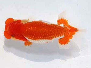 稲沢金鱗会　立行司　浅井　宏　弥富市