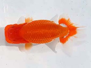 稲沢金鱗会　東取締　植田春寿　稲沢市