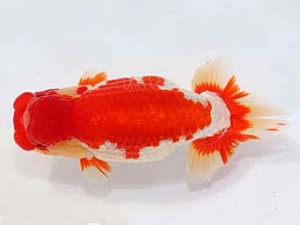 稲沢金鱗会　東大関　鎌田芳男　稲沢市