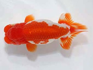 稲沢金鱗会　西大関　都築正典　常滑市