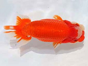 稲沢金鱗会　立行司　杉山　清　羽島市