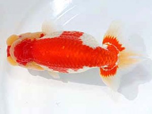 稲沢金鱗会　東取締　鎌田芳男　稲沢市