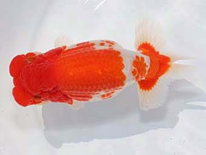 稲沢金鱗会　西取締　杉山　清　羽島市