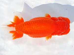 稲沢金鱗会　立行司　伊藤勝敏　津島市