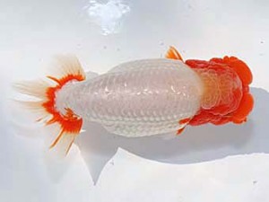 稲沢金鱗会　東取締　小早川義幸　半田市