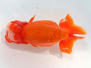 稲沢金鱗会　西取締　浅野昌明　羽島市