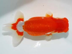 観栄らんちう会　東大関　壁谷俊彦　横浜市