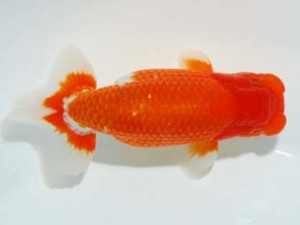 観栄らんちう会　西大関　滝瀬健次　埼玉市