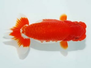 観栄らんちう会　立行司　五十嵐　稔　千葉市