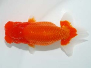 観栄らんちう会　東取締　川合実次　三島市