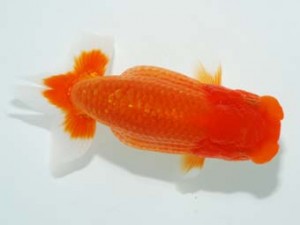 観栄らんちう会　西取締　伊庭紀章　埼玉市