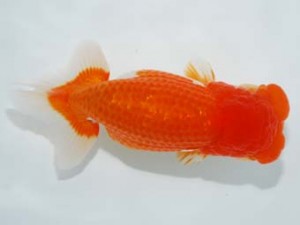 観栄らんちう会　東大関　吉村友良　富士市