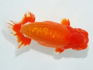 観栄らんちう会　西大関　吉村友良　富士市